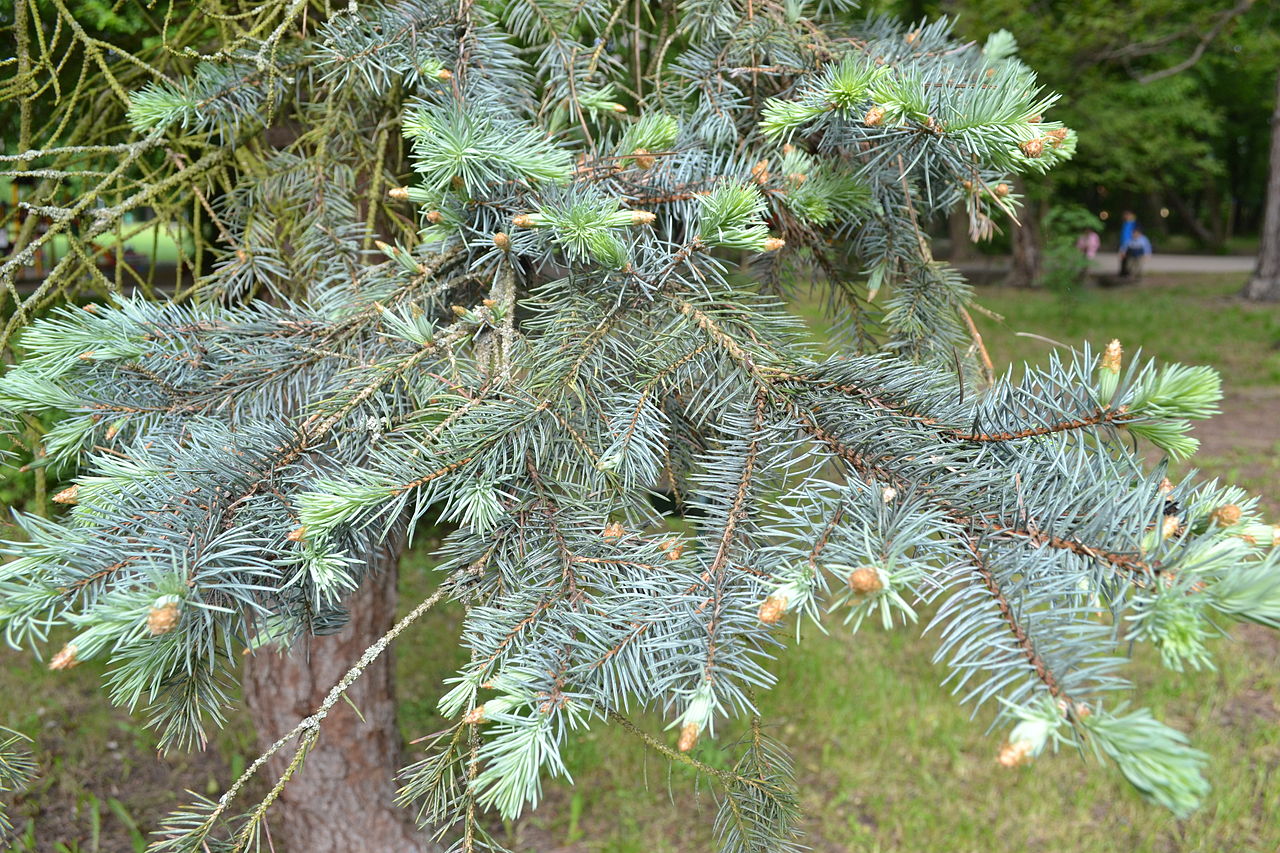 picea pungens argentea.jpg